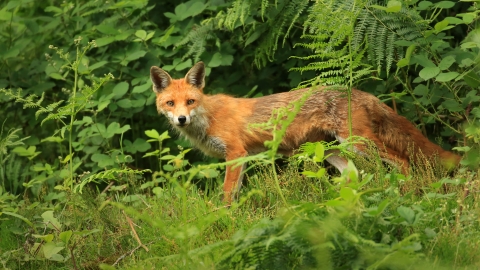 A fox standing in the bushes and looking into camera