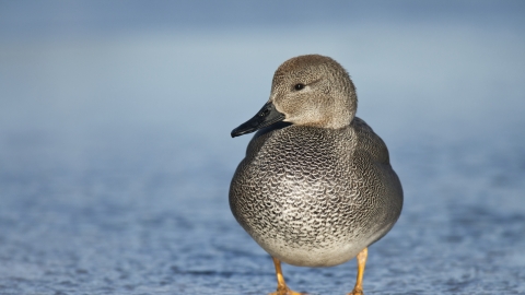 A gadwall standing on ice during winter