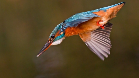 A kingfisher diving into a river after prey