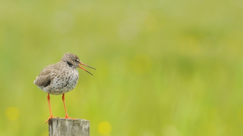 A redshank standing on a post next to a field and calling