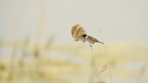 A reed bunting feeding on the top of a reed stem