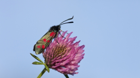 Six-spot burnet moth resting on the head of a red clover plant
