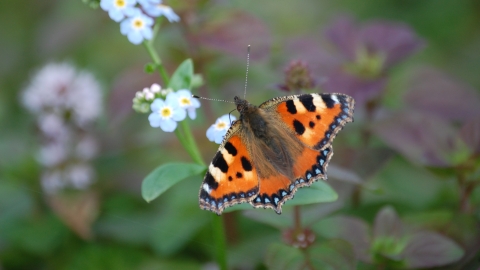 A small tortoiseshell butterfly drinking from forget-me-not