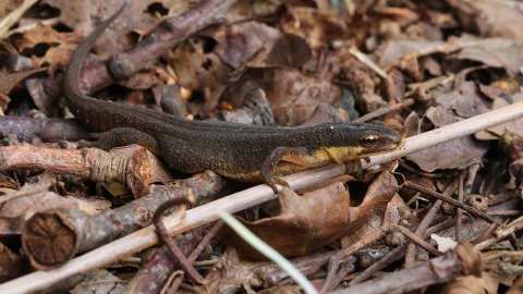 A smooth newt walking through the leaf litter