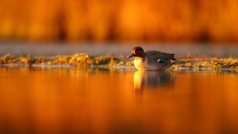 A teal walking into water as the sunrise casts an orange glow