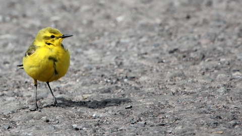 A yellow wagtail standing on the ground