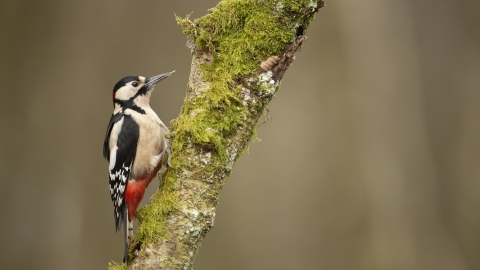 A great-spotted woodpecker feeding on a mossy tree