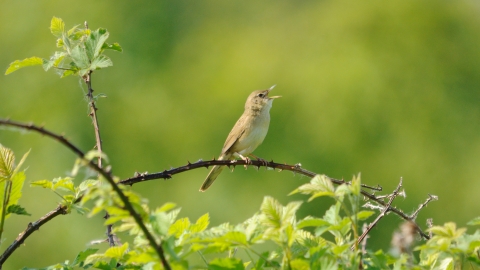 A grasshopper warbler sitting on a thorny branch and singing