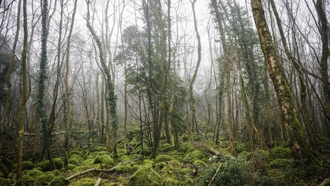 Mist drifts around tall, thin trees which grow out of mossy ground at Warton Crag nature reserve.