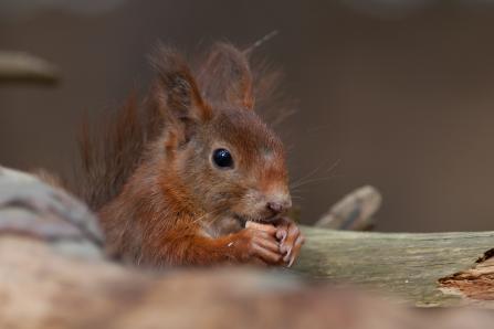 Red squirrel by Mike Snelle