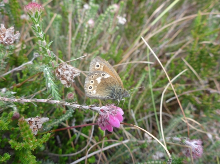 A large heath butterfly perched on a wildflower at Heysham Moss nature reserve