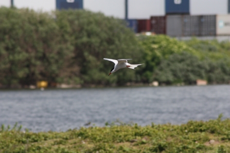 A common tern hovering over the water at Seaforth