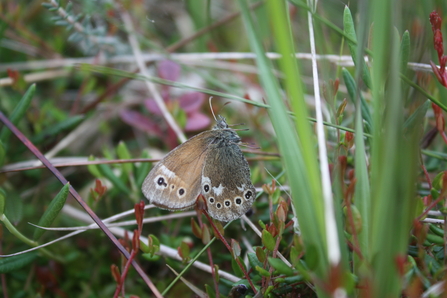 A large heath butterfly suspended in a spider web at Winmarleigh Moss