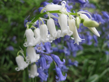 A bunch of both blue and white bluebells at Aughton Woods nature reserve