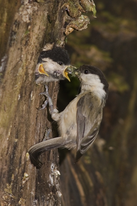 A willow tit feeding insects to chicks at Wigan Flashes nature reserve