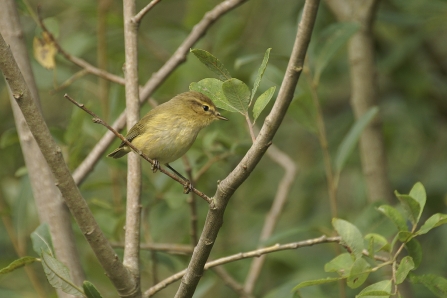 A chiffchaff perched on a branch in a woodland