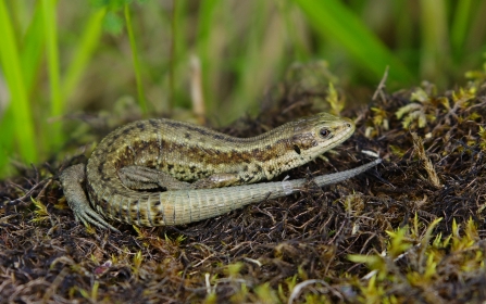 A common lizard basking on a patch of mossy ground