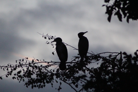 Cormorants at Mere Sands Wood