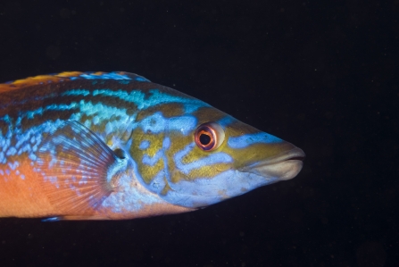 A brightly-coloured cuckoo wrasse photographed against a black background