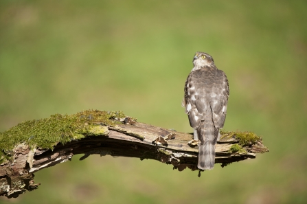 A juvenile sparrowhawk perched on an old leg in a woodland