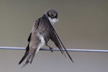 A sand martin sitting on a telephone wire and preening