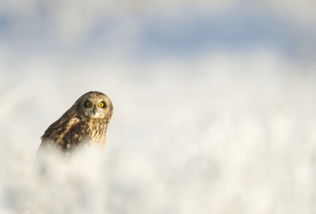 A short-eared owl sitting in the snow and looking into the camera