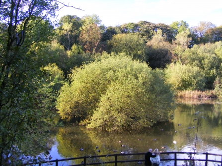 Trees in the middle of a tranquil pond at Foxhill Bank nature reserve