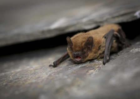 A common pipistrelle bat resting on a slate roof tile