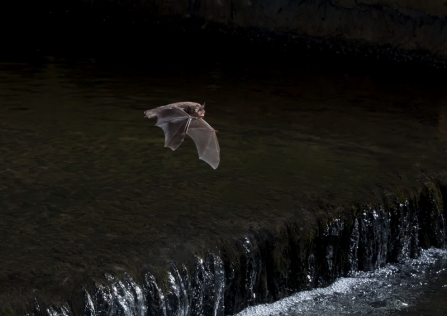 A Daubenton's bat hunting for insects over a river