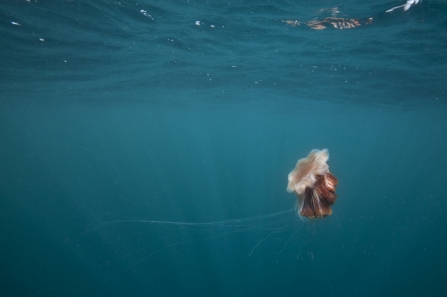 A lion's mane jellyfish swimming serenly through the ocean