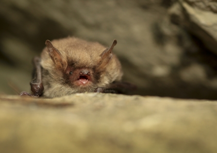 A natterer's bat sitting on a stone in a cave