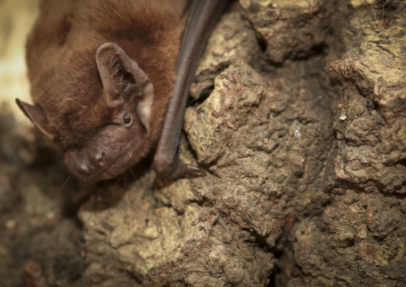A noctule bat resting on a rock
