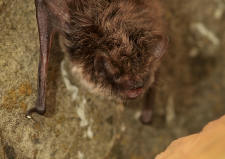 A whiskered bat clinging to a rock upside down