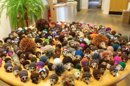 A table full of knitted hedgehogs ready for the Volunteer Conference