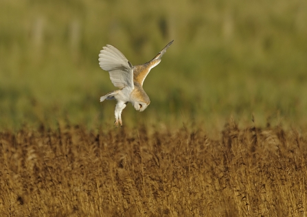 A barn owl hovering above prey as it hunts in a field