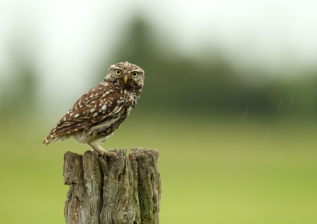A stern-looking little owl standing on a fence post
