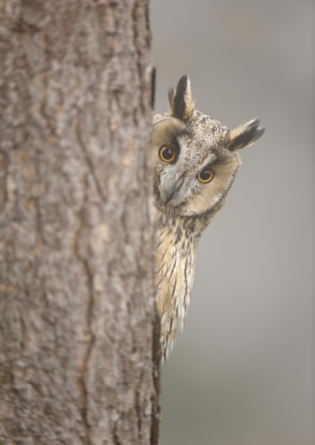 A long-eared owl peeping out from behind a tree
