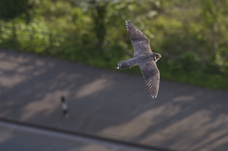 An urban peregrine falcon flying over a figure walking down the street