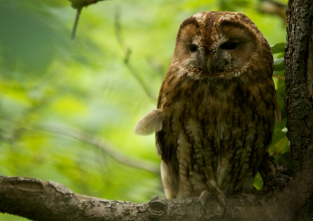 A tawny owl sleepily perched in a tree