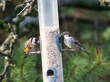 birds on feeder (c) Peter Smith