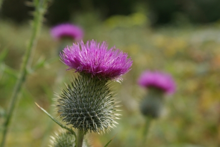 The purple petals and spiky base of a spear thistle