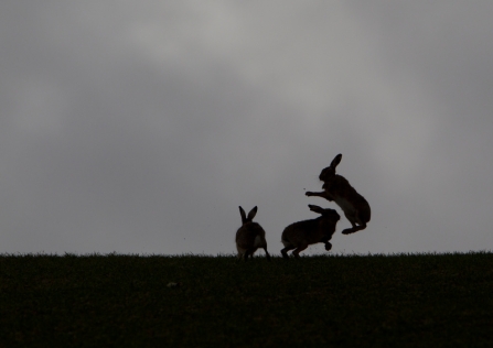 Boxing hares silhouetted on the horizon