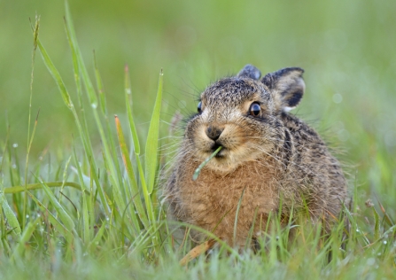 A brown hare leveret hunkered down and chewing on grass