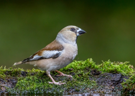 A hawfinch standing on moss next to a pool of water