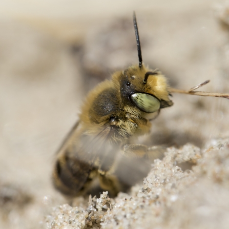 A silvery leafcutter bee climbing up a sandy bank
