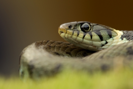 Close-up of a grass snake resting in the grass