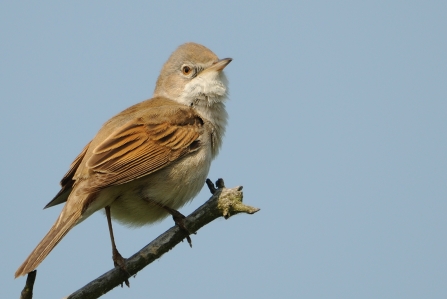 A whitethroat perched on a twig on a blue sky day