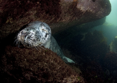 A grey seal resting on rocks underwater