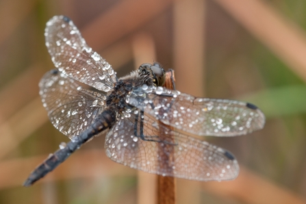 A black darter dragonfly covered in dew drops while it rests on vegetation
