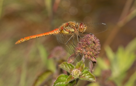 A common darter dragonfly resting on vegetation